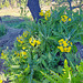 Gänsedistel (Sonchus) Gänsedistel (Sonchus)