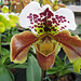 Orchidee - Frauenschuh