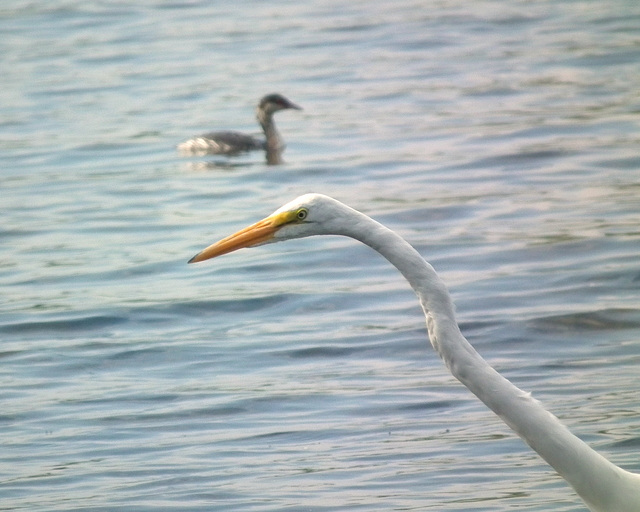 grande aigrette et grèbe esclavon / great white egret and horned grebe