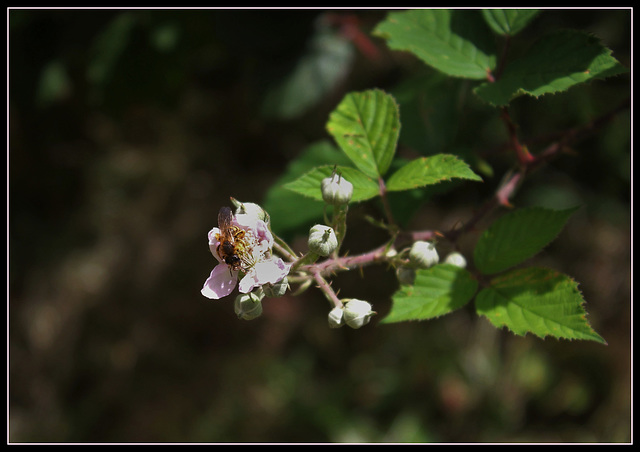Rubus fruticosus (8)