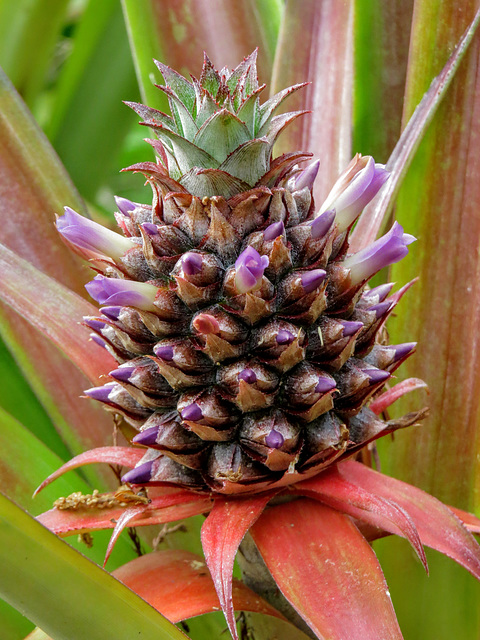 Pineapple in bloom