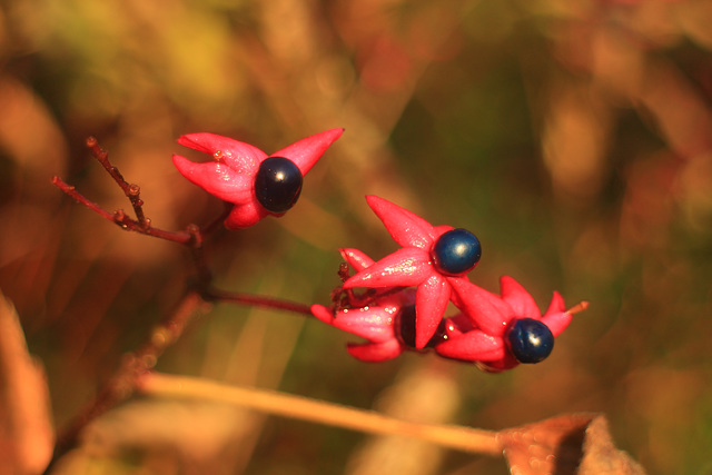 Harlequin Glorybower