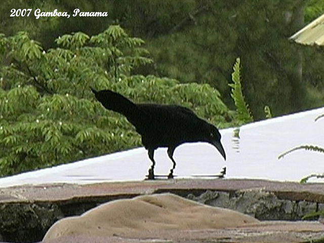 37 Great Grackle at a Garden Pool