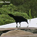 37 Great Grackle at a Garden Pool