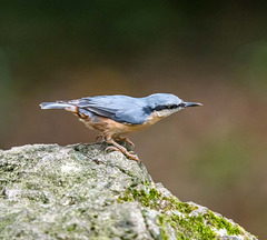 Nuthatch5r5