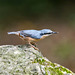 Nuthatch5r5