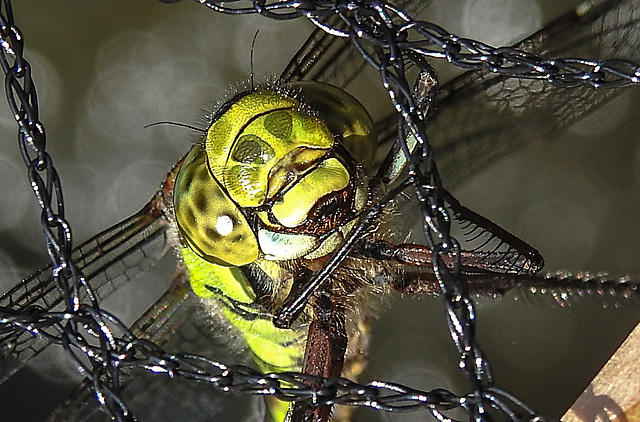 20200816 9625CPw [D~LIP] Blaugrüne Mosaikjungfer (Aeshna cyanea) [w] , Bad Salzuflen