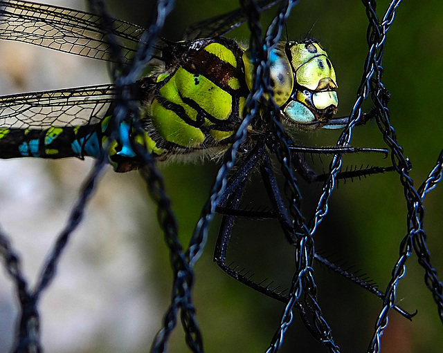 20200930 9845CPw [D~LIP] Blaugrüne Mosaikjungfer (Aeshna cyanea), Bad Salzuflen