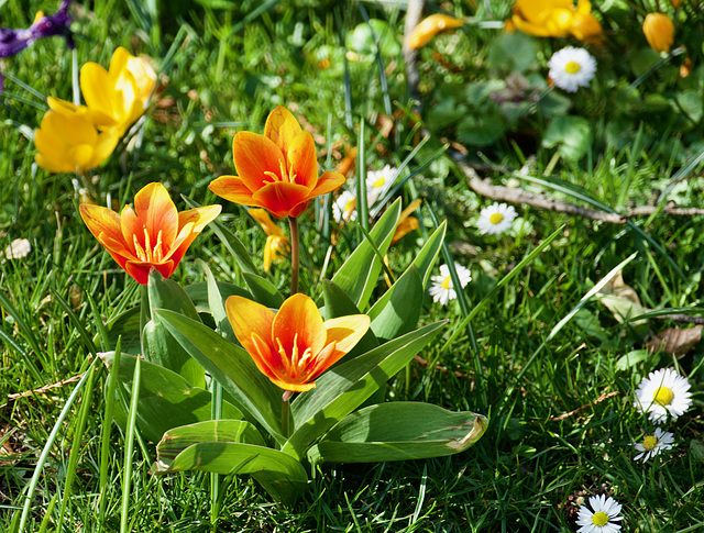 Frühlingsblumen