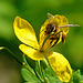Happy World Bee Day - Weltbienentag
