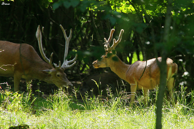 Pic nique entre clairières et sous bois