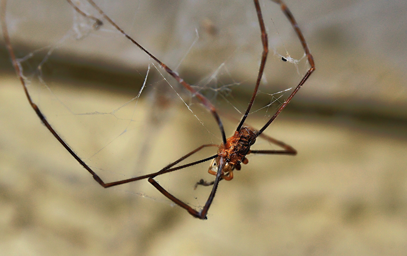 Caught in a Web