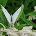 cabbage white butterfly on white salvia