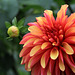 Dahlias