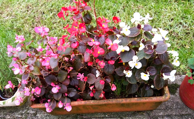 With more or less health, begonias bloom all year round