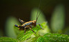 Die Nymphe der Gemeinen Strauchschrecke (Pholidoptera griseoaptera)  :))  The nymph of the common bush cricket (Pholidoptera griseoaptera) :))  La nymphe du grillon commun (Pholidoptera griseoaptera) :))