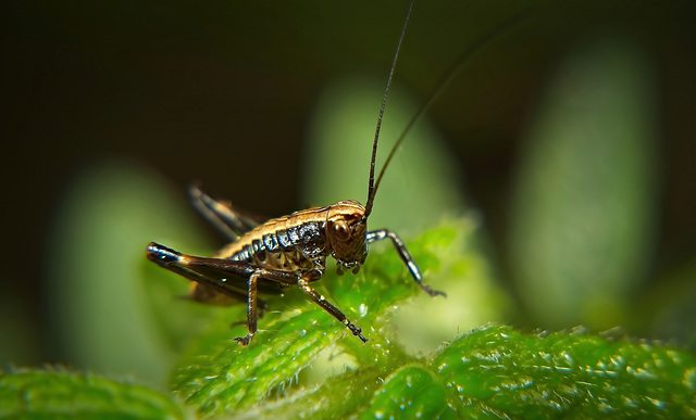 Die Nymphe der Gemeinen Strauchschrecke (Pholidoptera griseoaptera)  :))  The nymph of the common bush cricket (Pholidoptera griseoaptera) :))  La nymphe du grillon commun (Pholidoptera griseoaptera) 