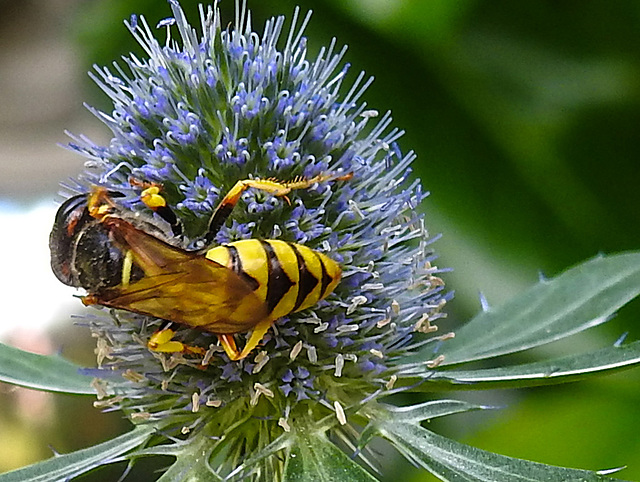 20230720 2706CPw [D~LIP] Flachblättriger Mannstreu (Eryngium planum), Bienenwolf (Philantus triangulum), Bad Salzuflen