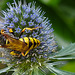 20230720 2706CPw [D~LIP] Flachblättriger Mannstreu (Eryngium planum), Bienenwolf (Philantus triangulum), Bad Salzuflen