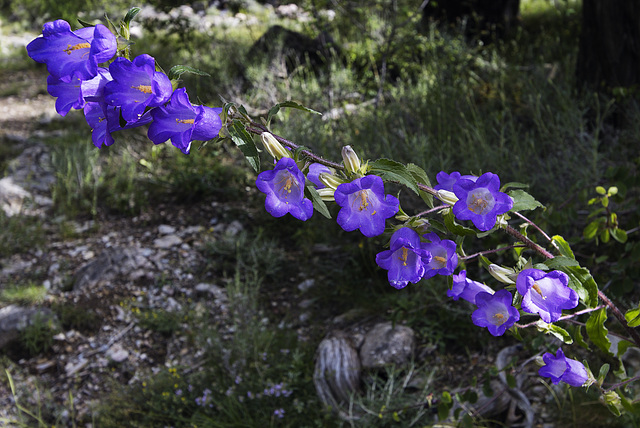 Petites fleurs .