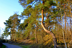 West side  of the Heath