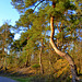 West side  of the Heath