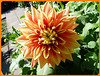 Dahlia**************