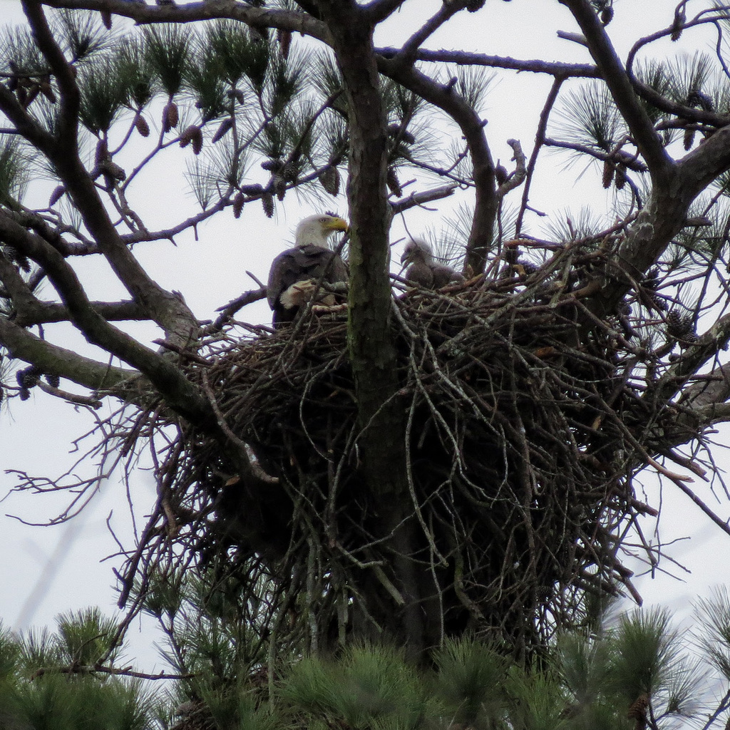 Bald eagles