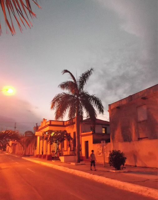 Cocotier en vedette / Noix de coco nocturnes