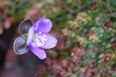 DSCF2707