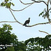 40 Distant Sighting of Chacalaca