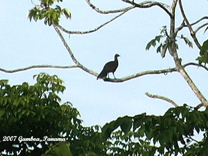 40 Distant Sighting of Chacalaca