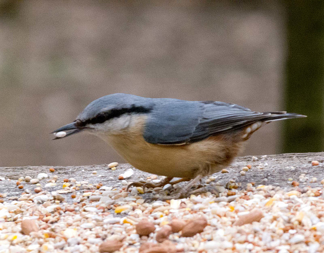 Nuthatch33jpg