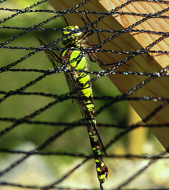 20200816 9626CPw [D~LIP] Blaugrüne Mosaikjungfer (Aeshna cyanea) [w] , Bad Salzuflen