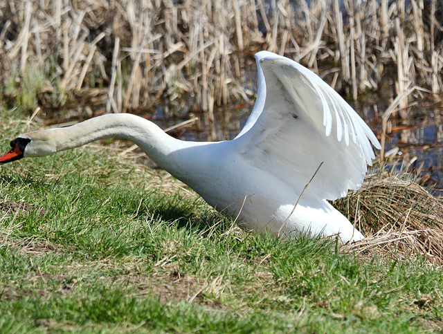 Dieser Schwan steigt offenbar wütend aus dem Weiher