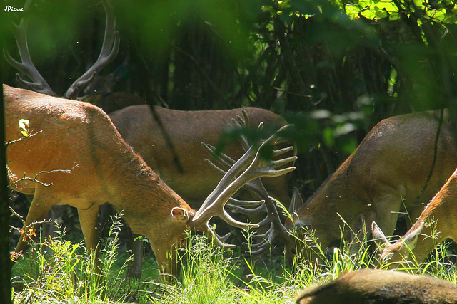 Cerfs au pluriel, à la croisée des bois !