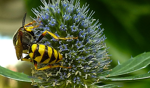 20230720 2707CPw [D~LIP] Flachblättriger Mannstreu (Eryngium planum), Bienenwolf (Philantus triangulum), Bad Salzuflen