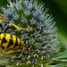 20230720 2707CPw [D~LIP] Flachblättriger Mannstreu (Eryngium planum), Bienenwolf (Philantus triangulum), Bad Salzuflen
