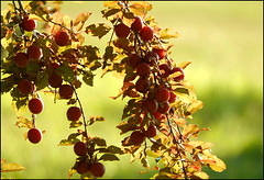 Reiche Ernte