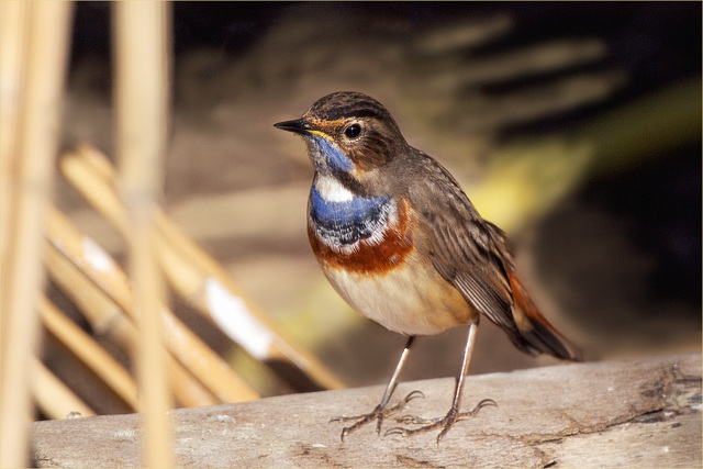 Blaukehlchen