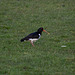 Oystercatcher