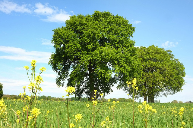 Les chênes du "Haut-Arbre"