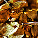 Gold Leaf 4