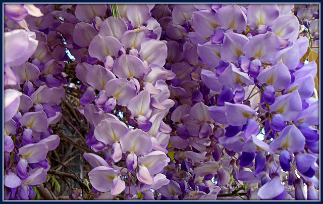 Wisteria