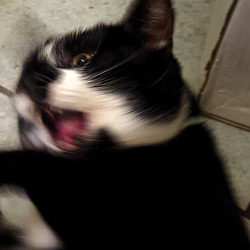 Savoir y mettre sa patte... Savoir y mettre sa patte...