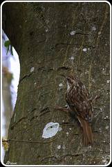 Grimpereau des bois