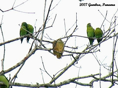 41 Green Parakeet Flock Bedding Down For Night