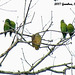 41 Green Parakeet Flock Bedding Down For Night