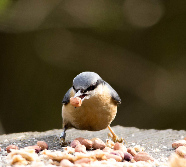 Nuthatches feeding on a table (1)