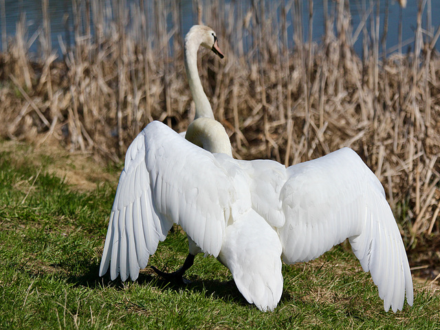 Dieser Schwan geht wütend auf zwei Jungschwäne los